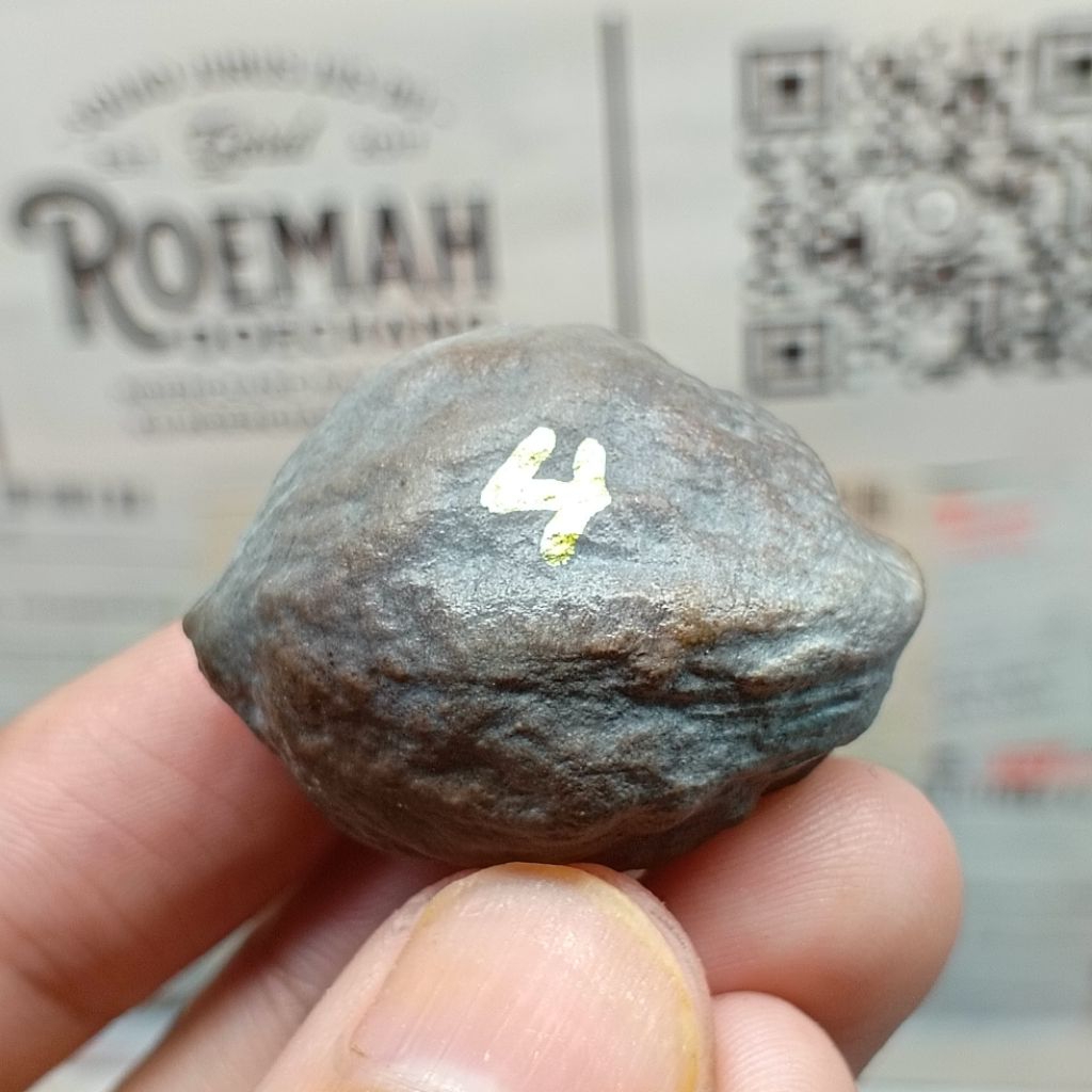 Muncang Adu Mayit Domba JR kode 4