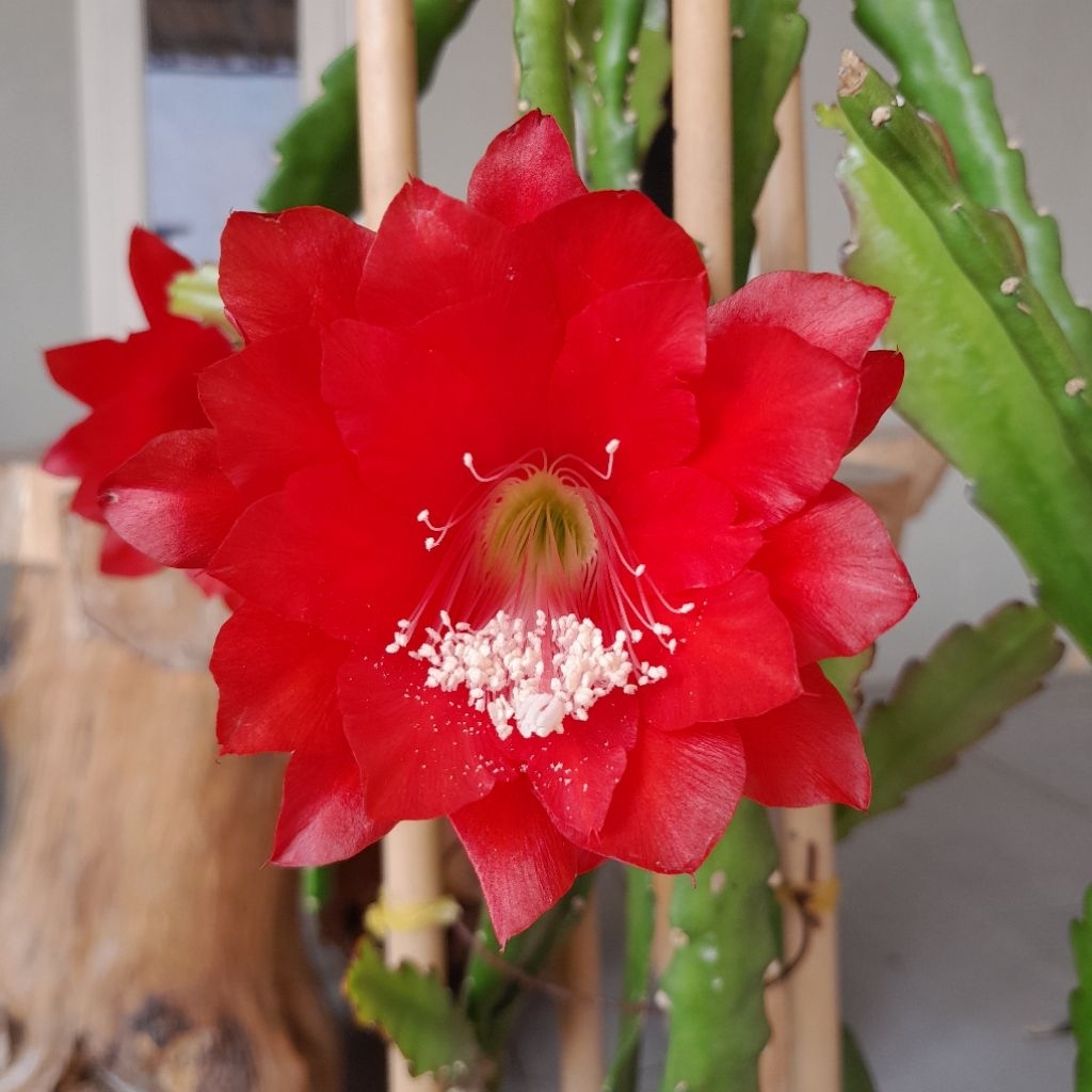 Wijaya Kusuma Merah Epiphyllum Ackermannii