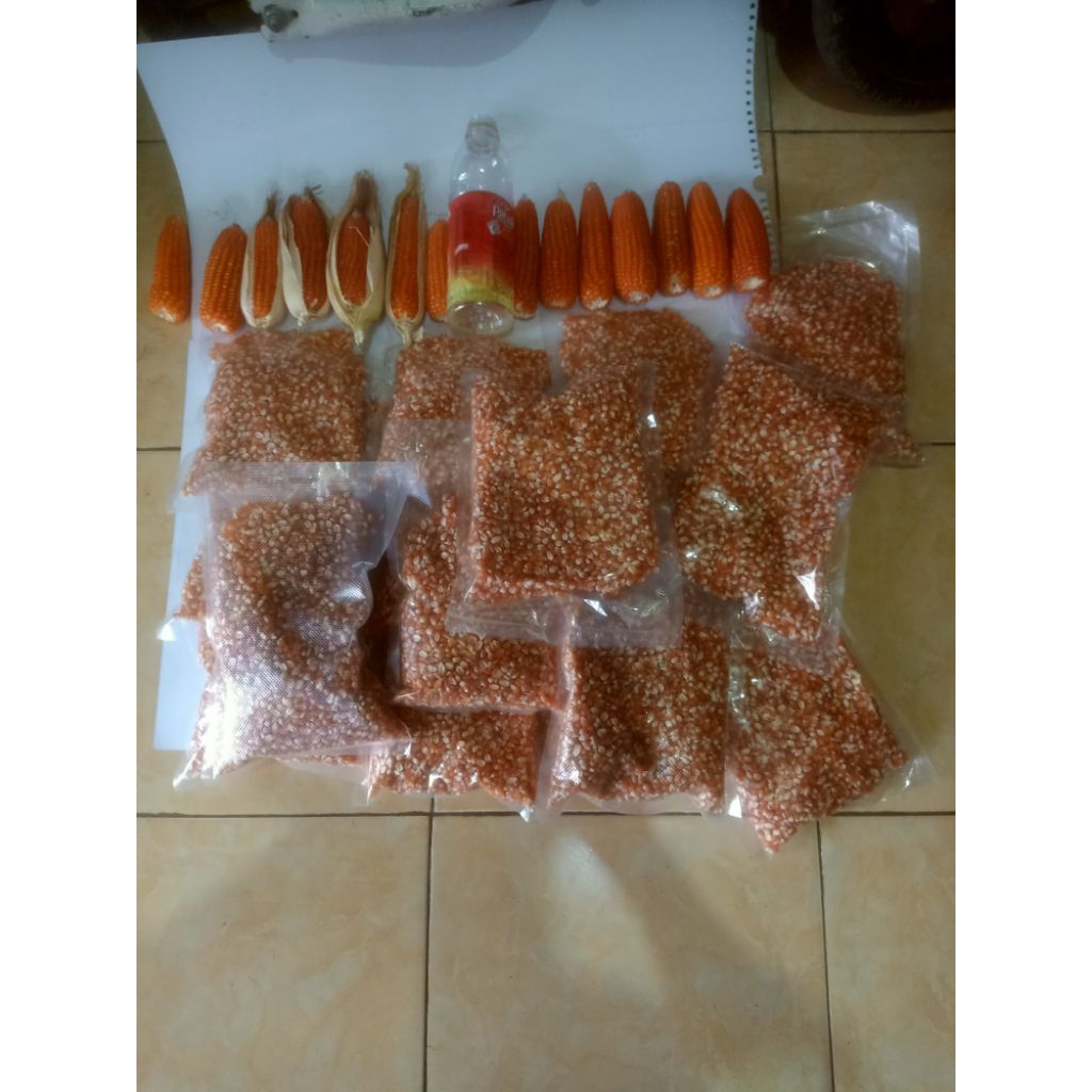 Benih jagung kristal