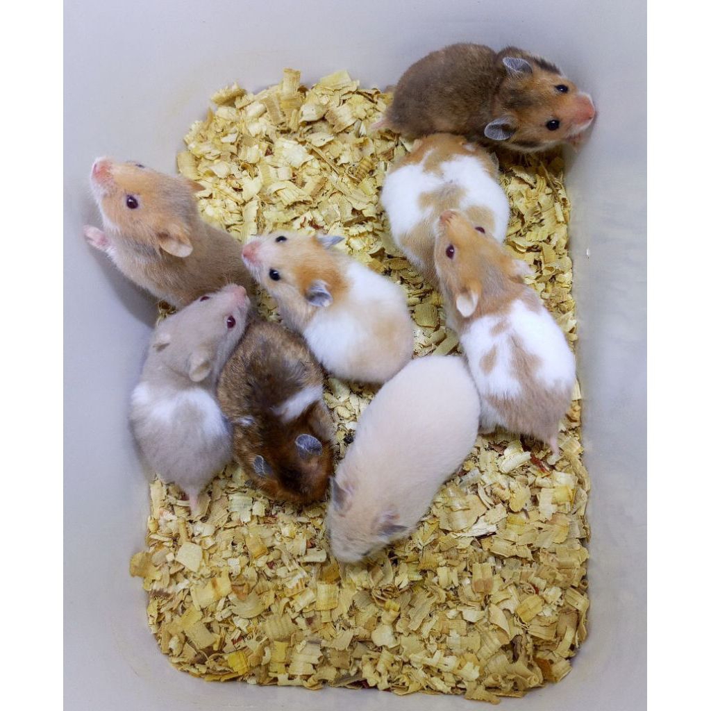 hamster syrian anakan