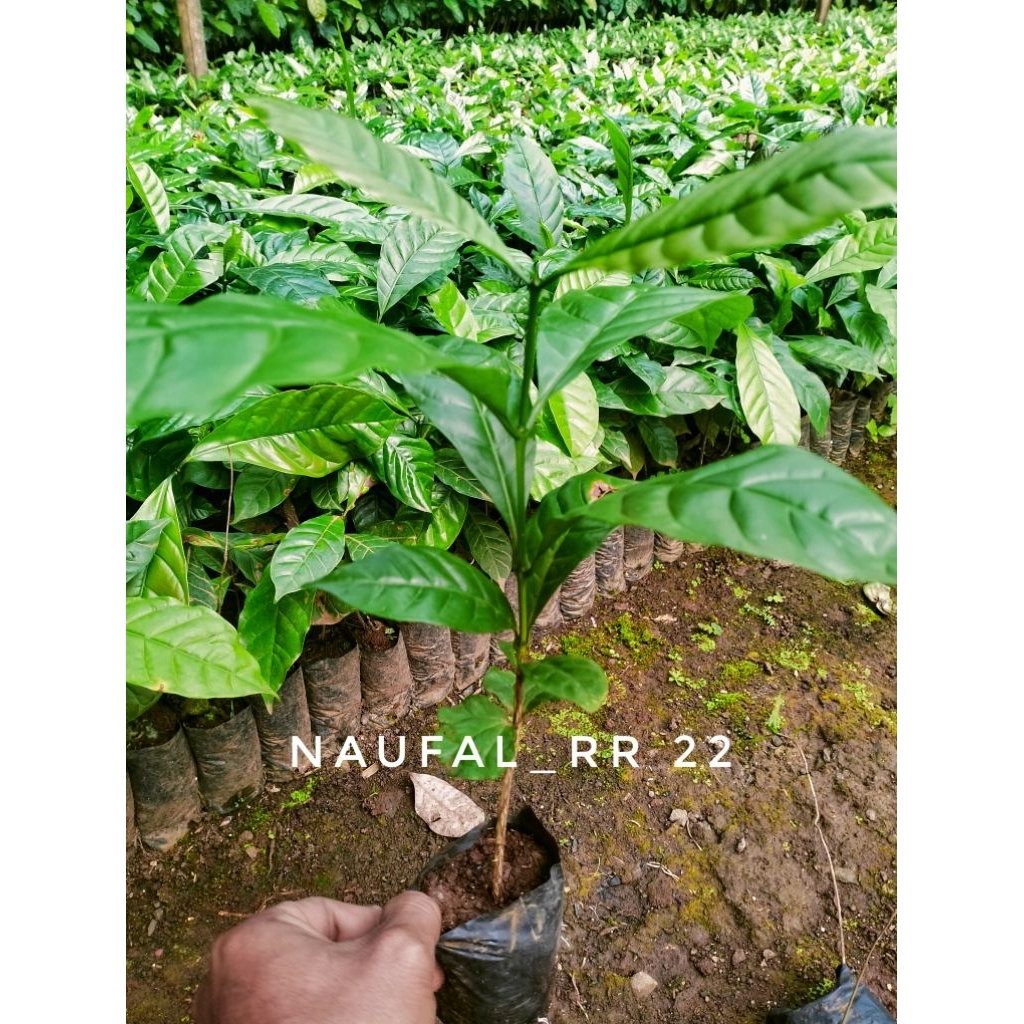 20 PCS BIBIT KOPI ROBUSTA 25 CM - BENIH KOPI ROBUSTA