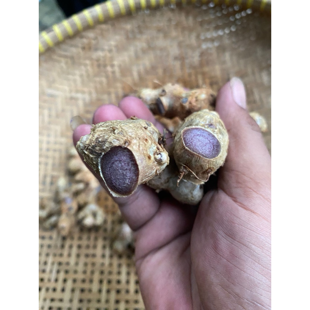 Kunyit Hitam Asli (Curcuma Caesia) – Rempah Langka Penuh Manfaat