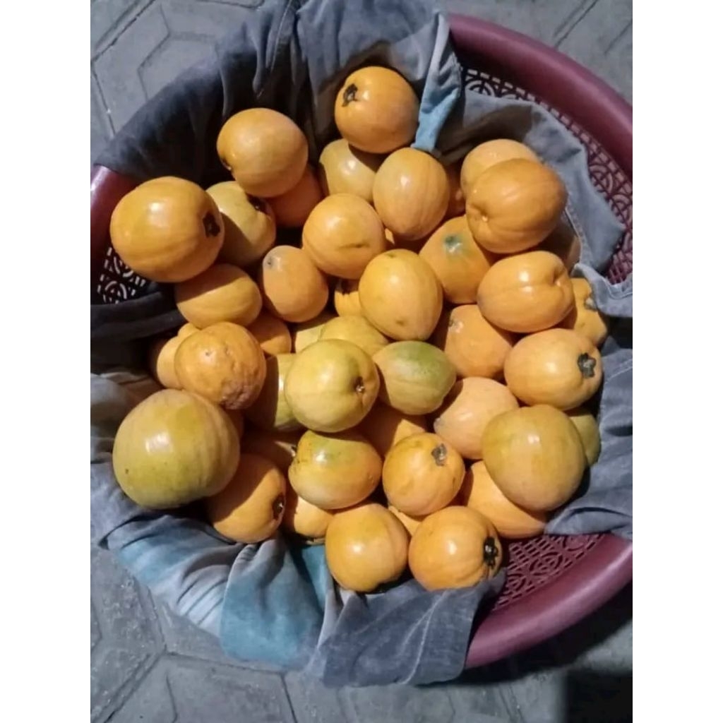 buah alkesah / sawo mentega