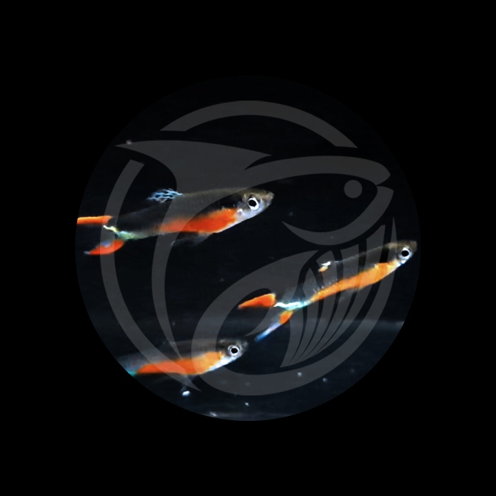 Hiasan Akuarium Endler Cross Santa Maria Bleeding Heart Guppies BGR