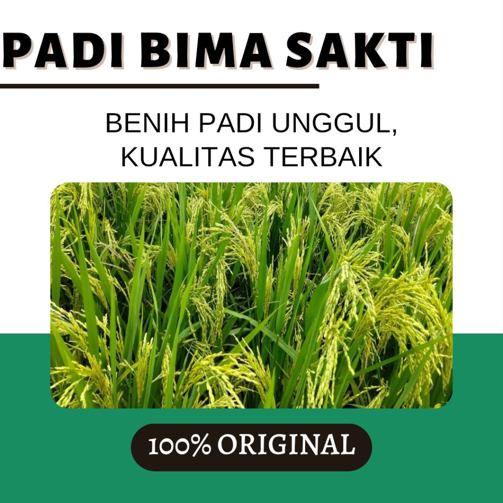 BENIH PADI BIMA SAKTI ORIGINAL 5KG