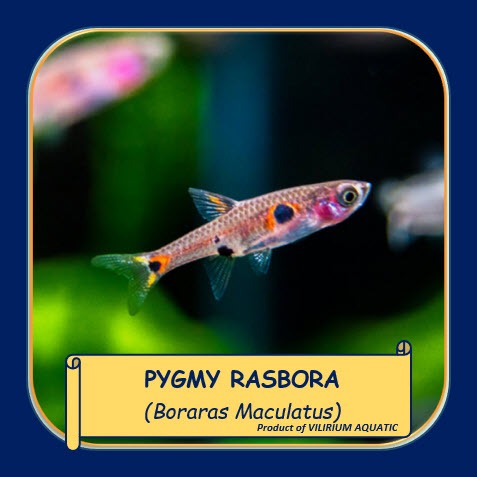 IKAN HIAS AIR TAWAR - RASBORA PYGMY / RASBORA DWARF / RASBORA MINI / BORARAS MACULATUS (IKAN AQUASCA
