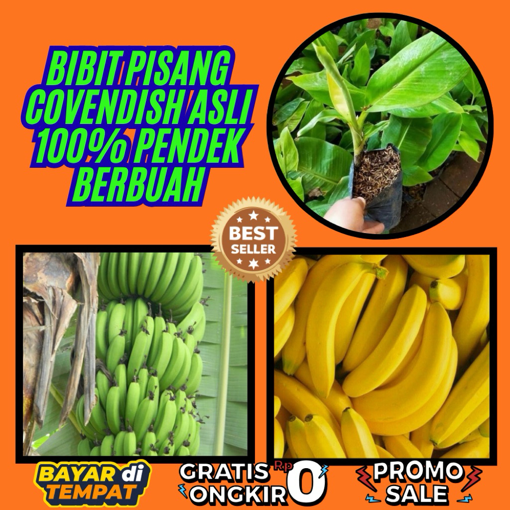 PROMO  Bibit Pisang Cavendish Asli Bibit Pisang Cavendish Cj40