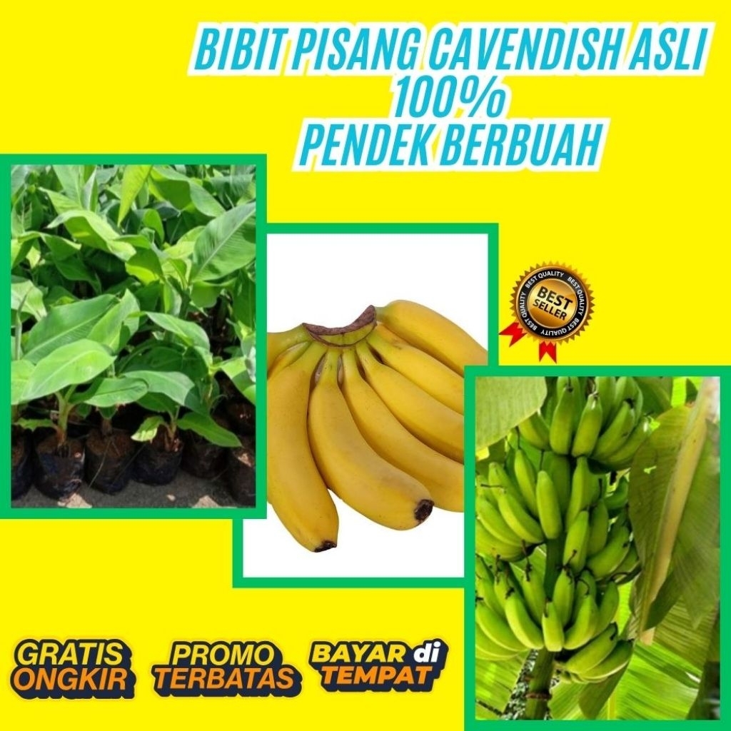 PROMO  Pohon Pisang Cavendish Berbuah  Pohon Pisang Cavendish Dalam Pot  Pohon Pisang Cavendish Harg