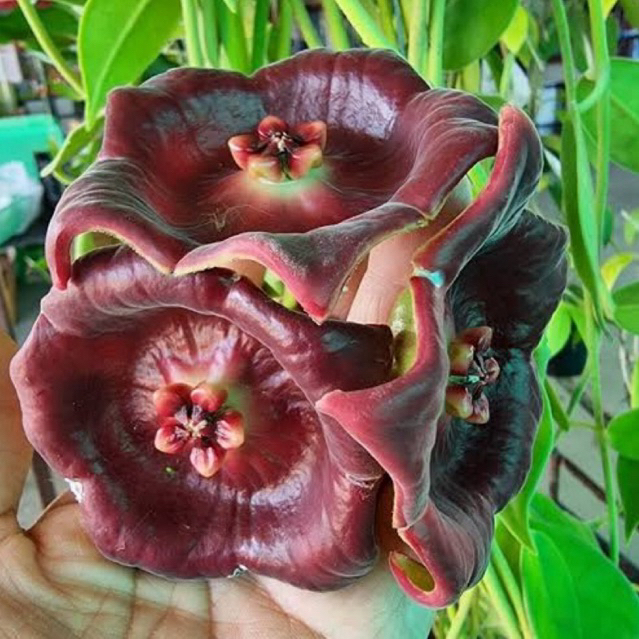 Tanaman Hias Hoya Gigas Spesies Papua