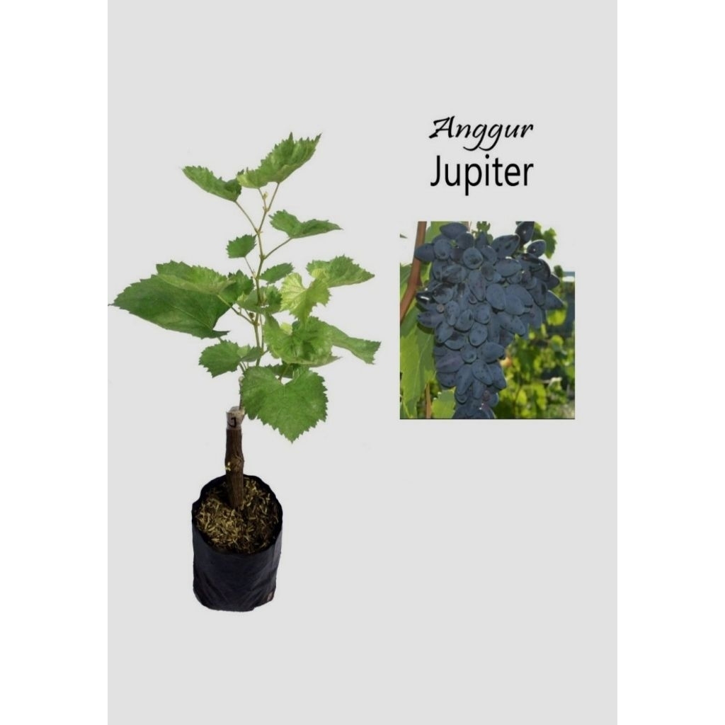 bibit anggur import jupiter hasil grafting bibit anggur jupiter cepat berbuah