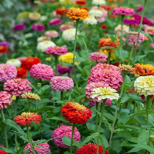 PREMIUM - Bibit Zinnia