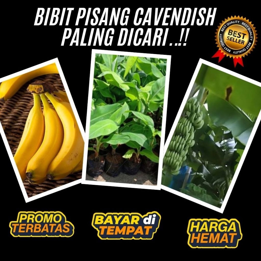 PROMO !! Bibit Pisang Cavendish Asli Bibit Pisang Cavendish Cj40  Bibit Pisang Cavendish Foto