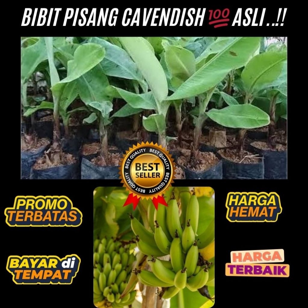 TERJAMIN AMAN  Bibit Pisang Cavendish Pendek Bibit Pisang Cavendish Sunpride Bibit Pisang Cavendish 