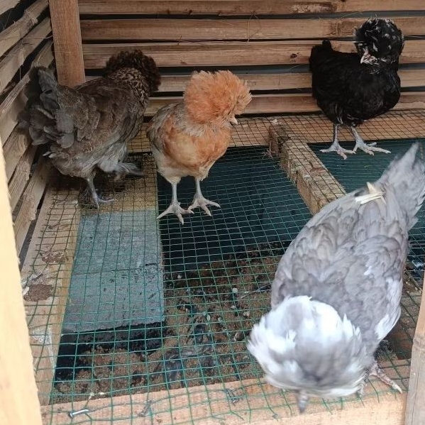 Sepasang ayam hias polandia original usia 2-3 bulan