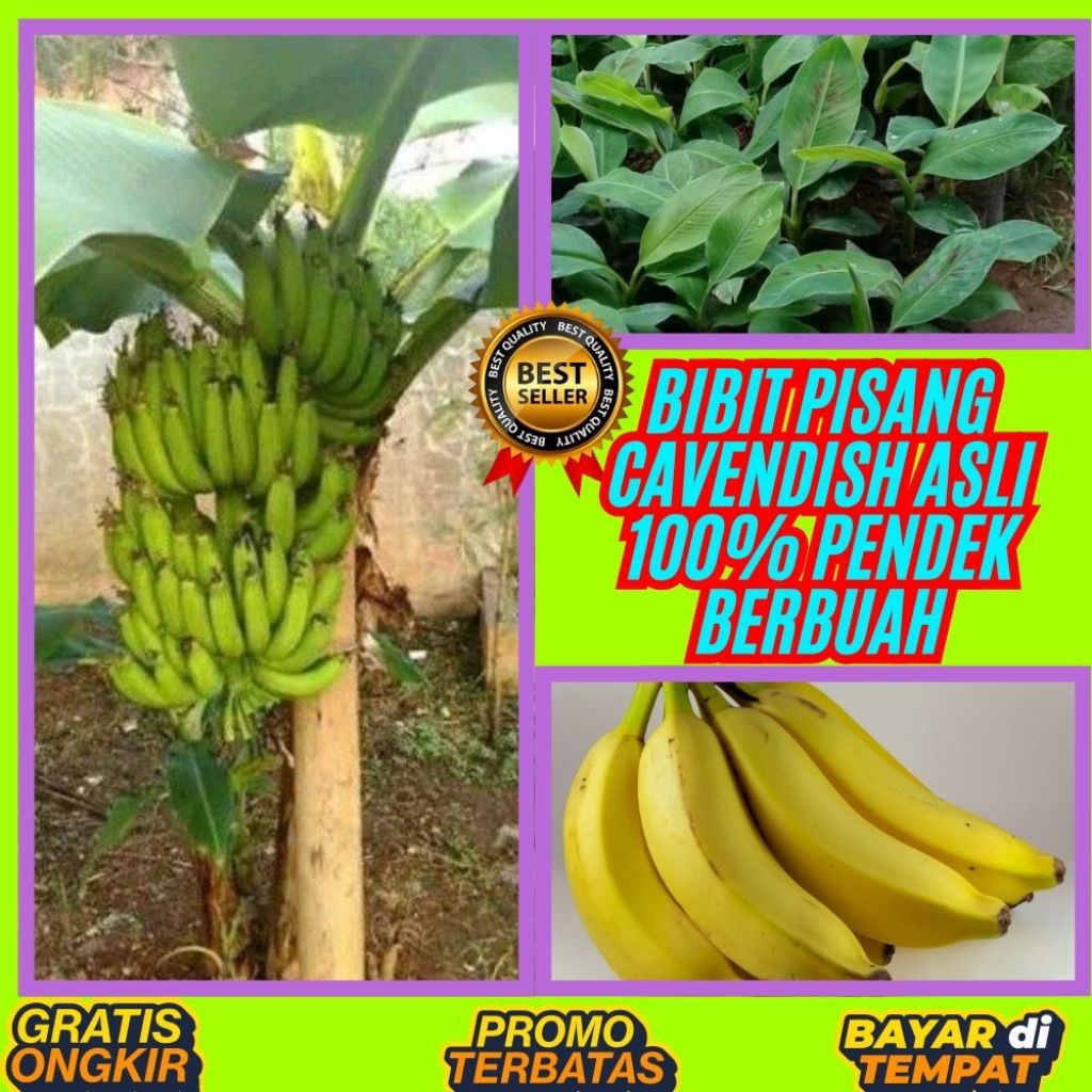 BIBIT SUPER  Tanaman Pisang Cavendish Pendek  Tanaman Pisang Cavendish Super
