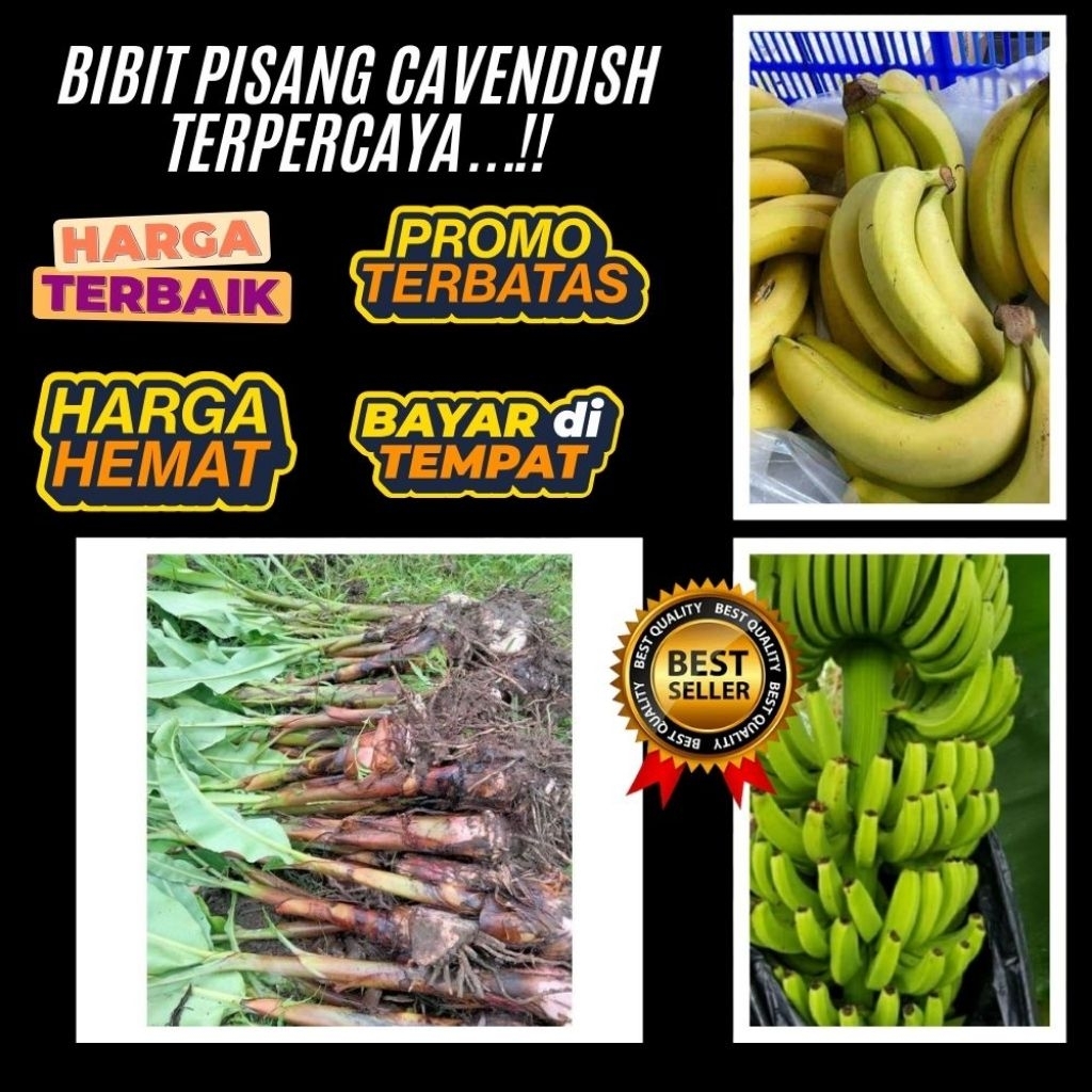 BIBIT SUPER  Tanaman Pisang Cavendish Pendek  Tanaman Pisang Cavendish Super Tanaman Pisang Cavendis