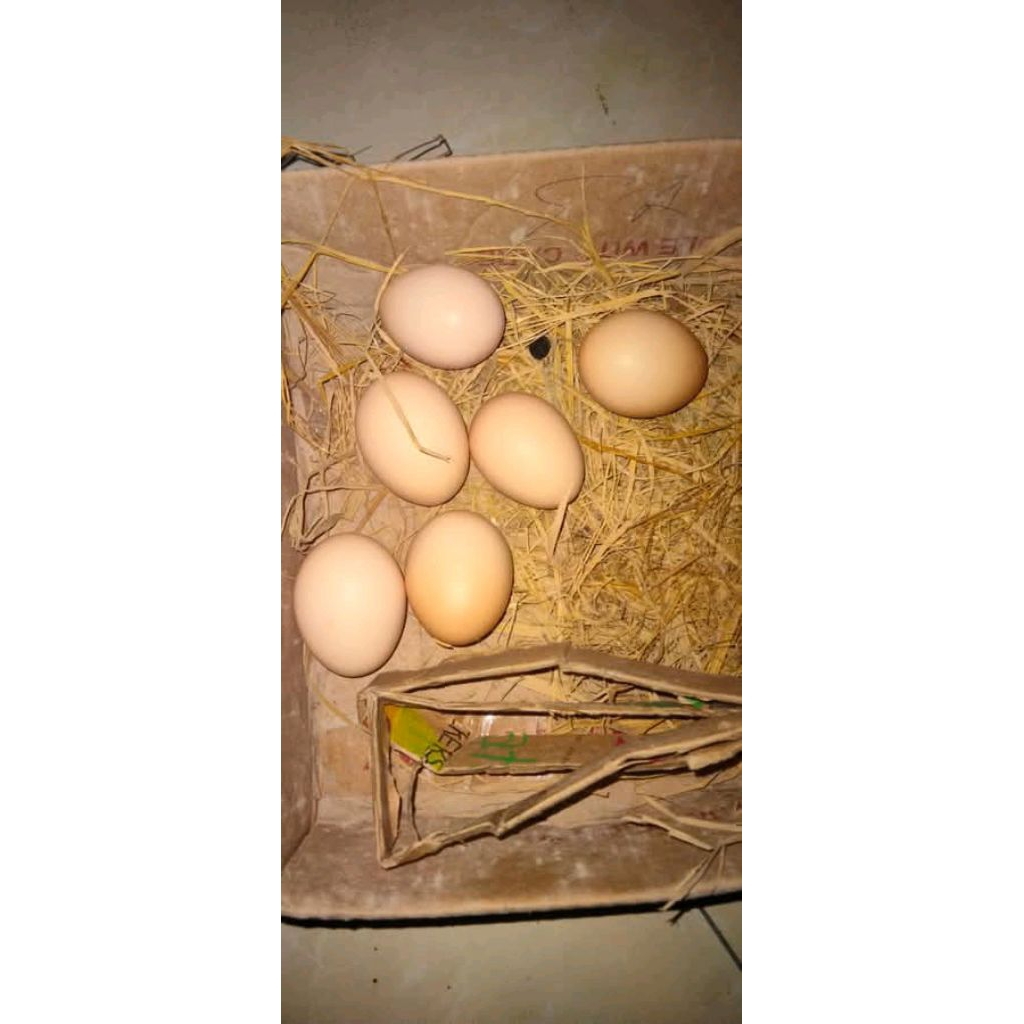 Telor Tetas Fertil ayam mangon yokeree jawara