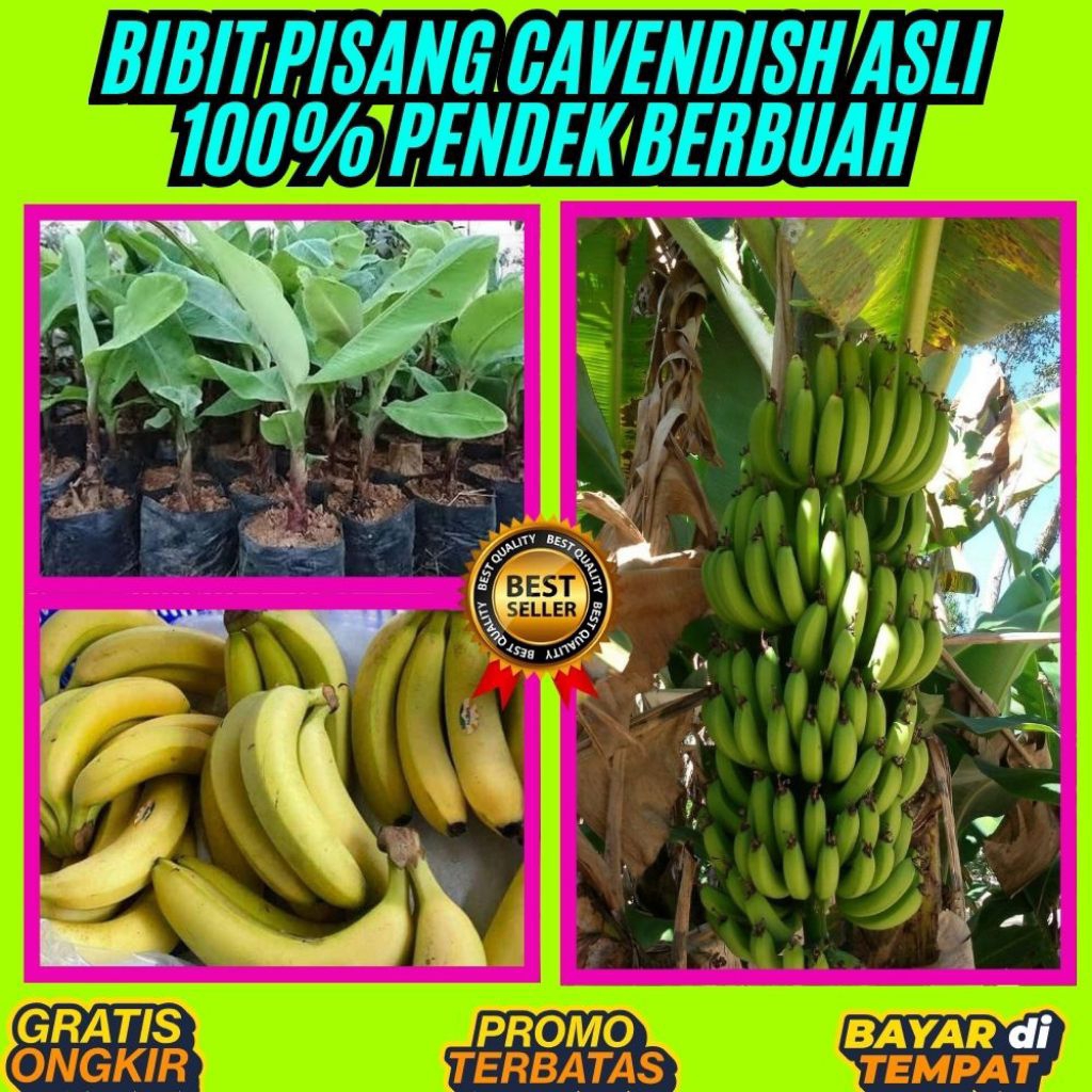 PROMO  Pohon Pisang Cavendish Berbuah Pohon Pisang Cavendish Dalam Pot Pohon Pisang Cavendish Harga