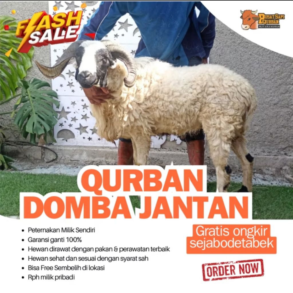 Pusat hewan Qurban - Domba Qurban Jantan free ongkir jabodetabek