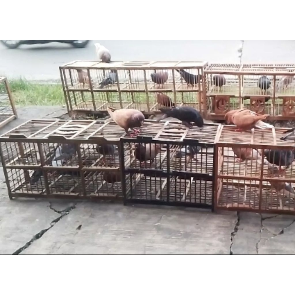 2 PASANG MERPATI KOLONG TERMURAH (PROMO HEMAT)