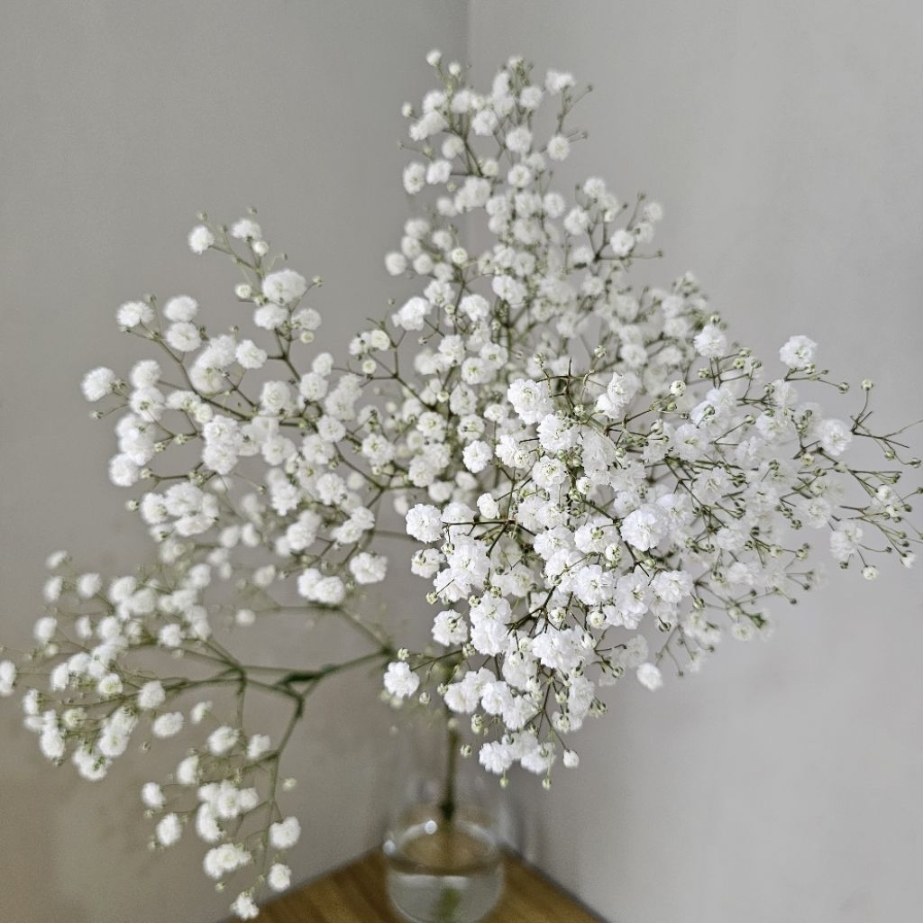 Bunga Baby Breath Asli Fresh ( Naliga Florist )
