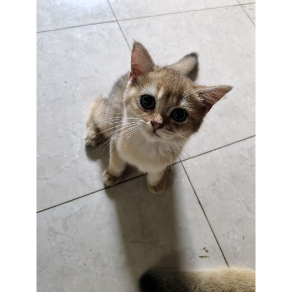 British Shorthair Golden non ped