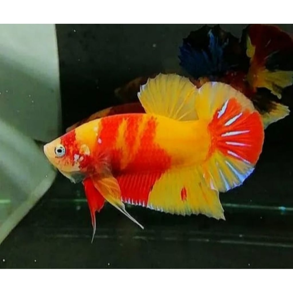 PK CELLO NEMO MULTY TWOCOLOUR BAHAN AJIB