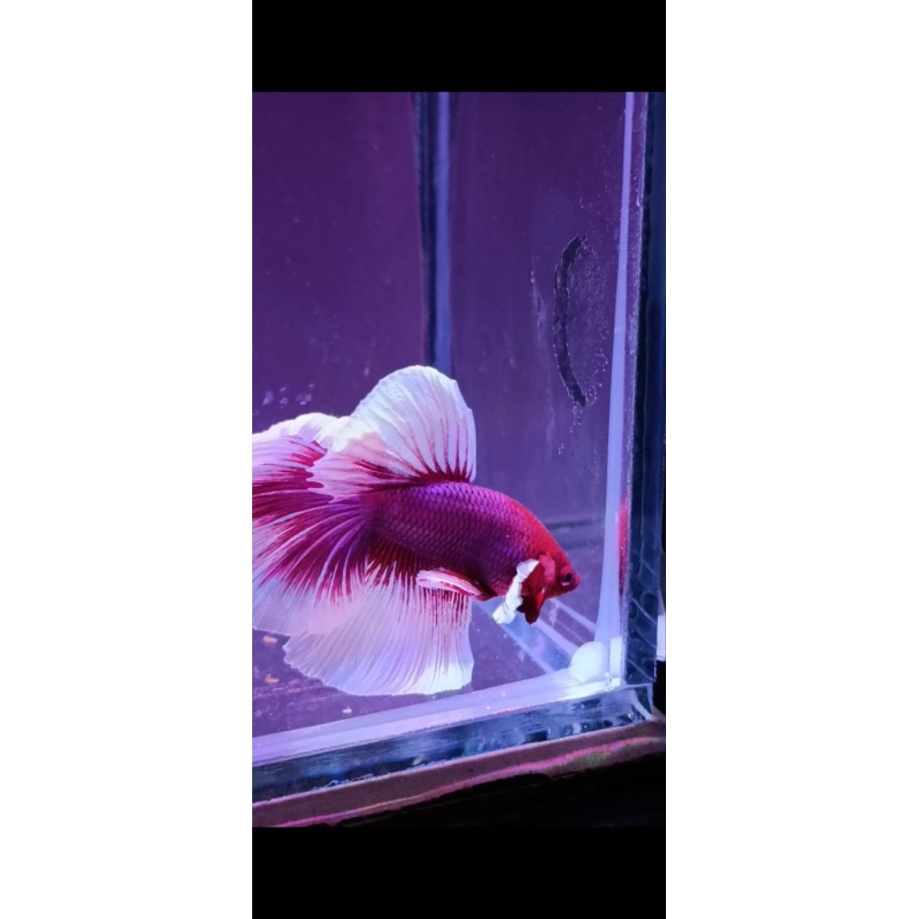 cupangmurah_hm.multi