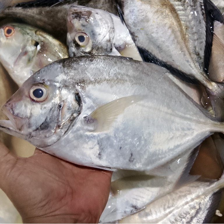 Ikan Kuwe 1Kg Ikan Kuwe Segar Ikan Kuwe Gepeng Ikan Kue Seafood Ikan Segar Ikan Laut