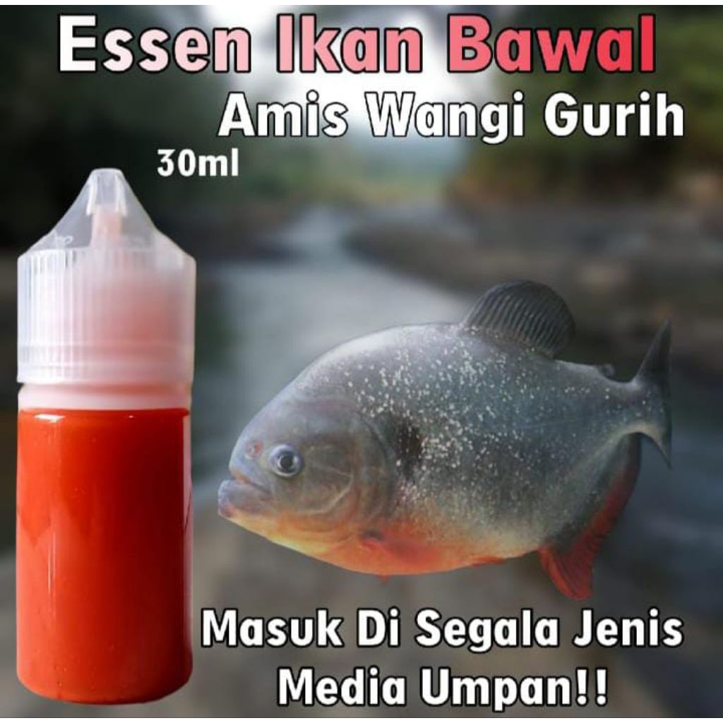 Essen Ikan Bawal Paling Gacor, Essen Ikan Bawal Galatama, Essen Ikan Bawal Harian, Essen Ika Bawal I