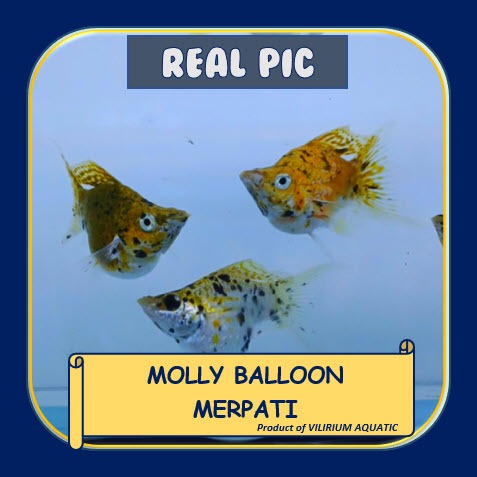 IKAN HIAS AIR TAWAR - MOLLY BALON MERPATI LYRETAIL (IKAN AQUASCAPE) SIZE L