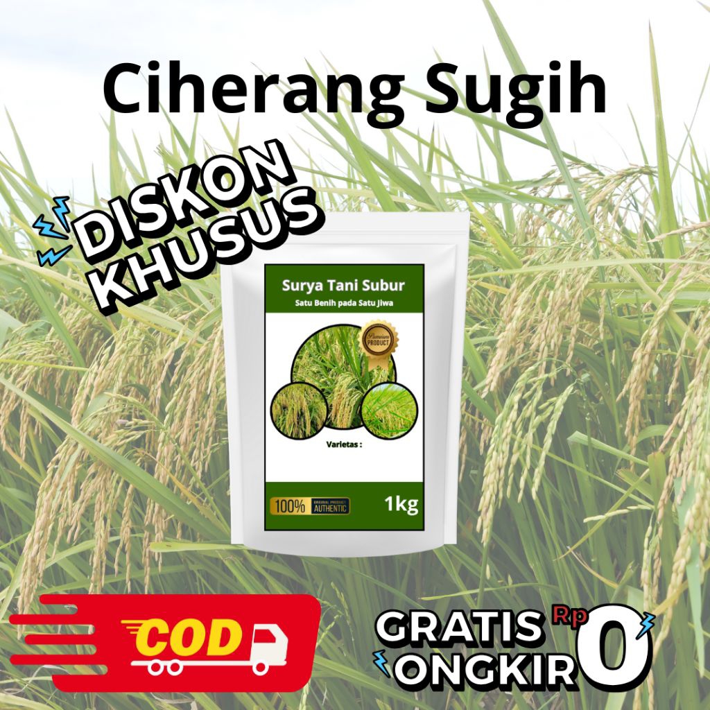 Benih Padi Unggul Ciherang Sugih 1kg original berkualitas