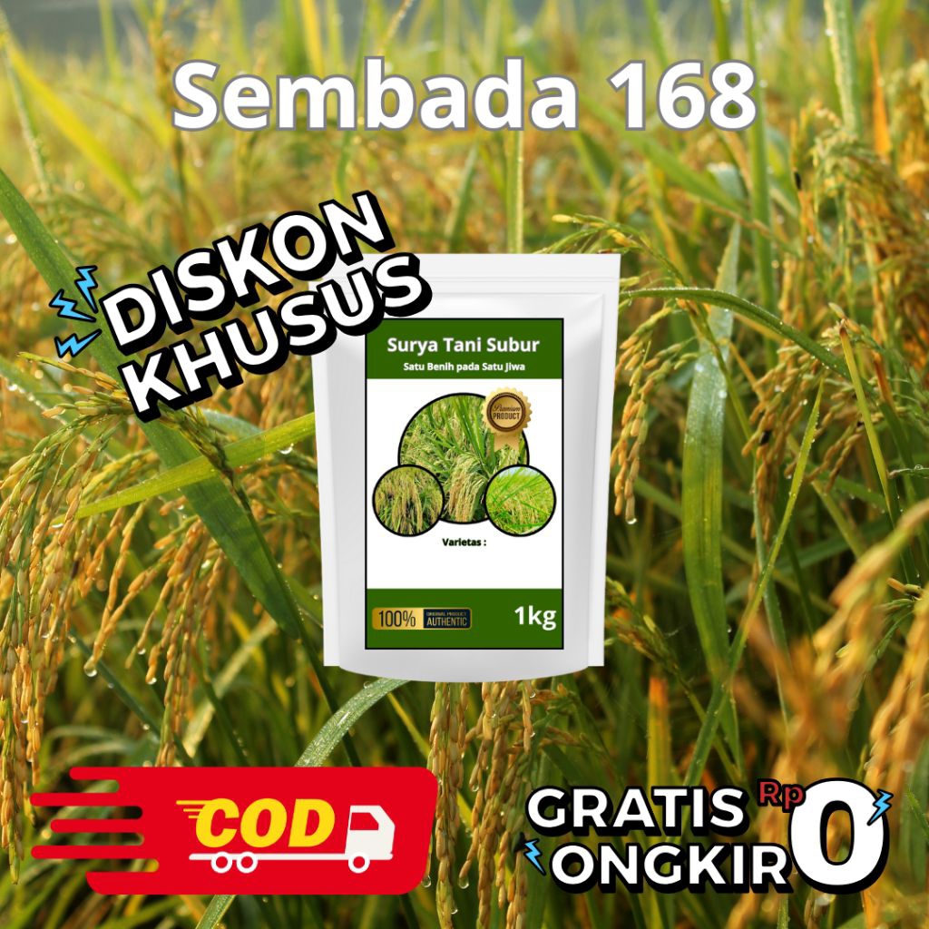 Benih Padi Hibrida Sembada 168 gen 2, 1kg original berkualitas