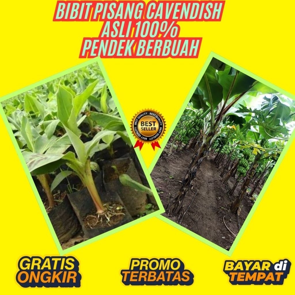 PROMO  Pohon Pisang Cavendish Berbuah  Pohon Pisang Cavendish Dalam Pot