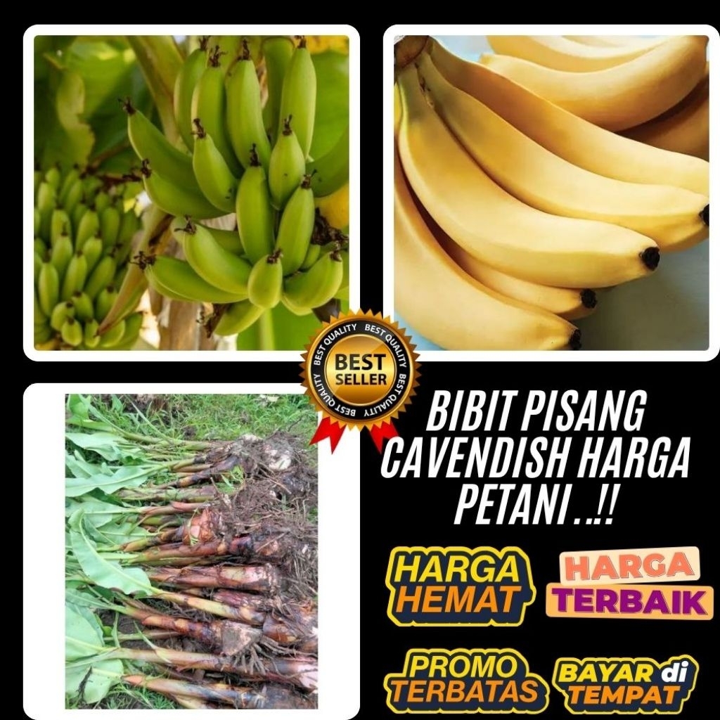 TERJAMIN AMAN  Bibit Pisang Cavendish Pendek Bibit Pisang Cavendish Sunpride
