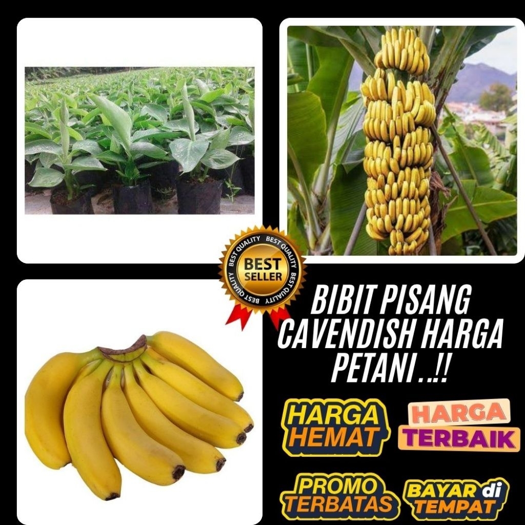 PROMO  Pohon Pisang Cavendish Berbuah  Pohon Pisang Cavendish Dalam Pot