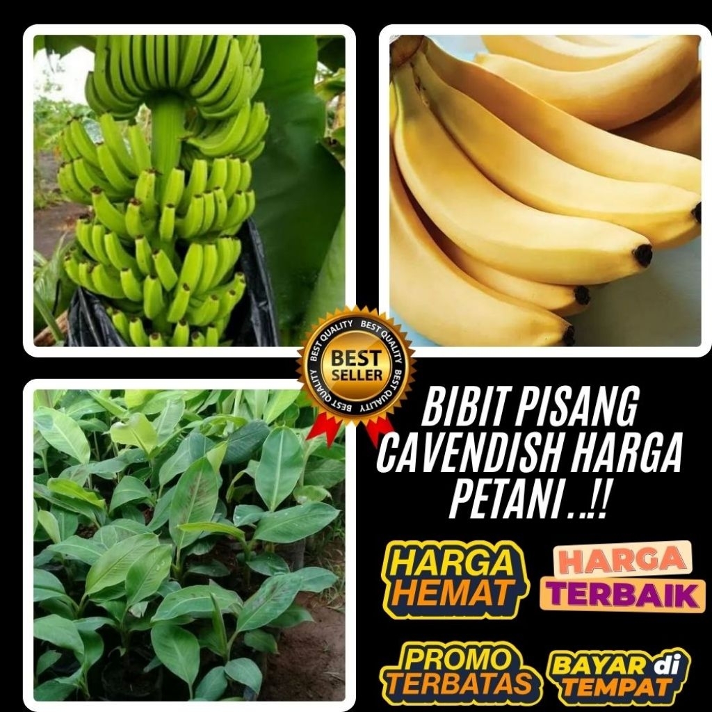 ASLI  Pohon Pisang Cavendish Mini Pohon Pisang Cavendish Pendek