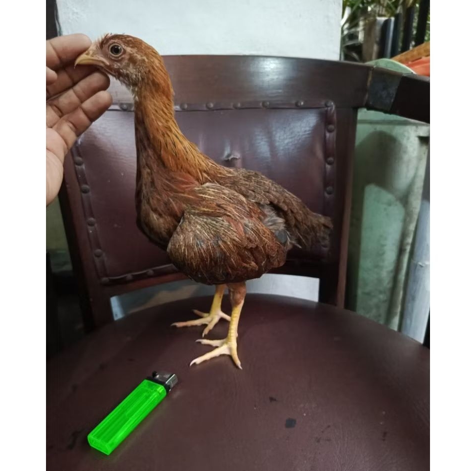 ayam arab elba petelur betina jantan