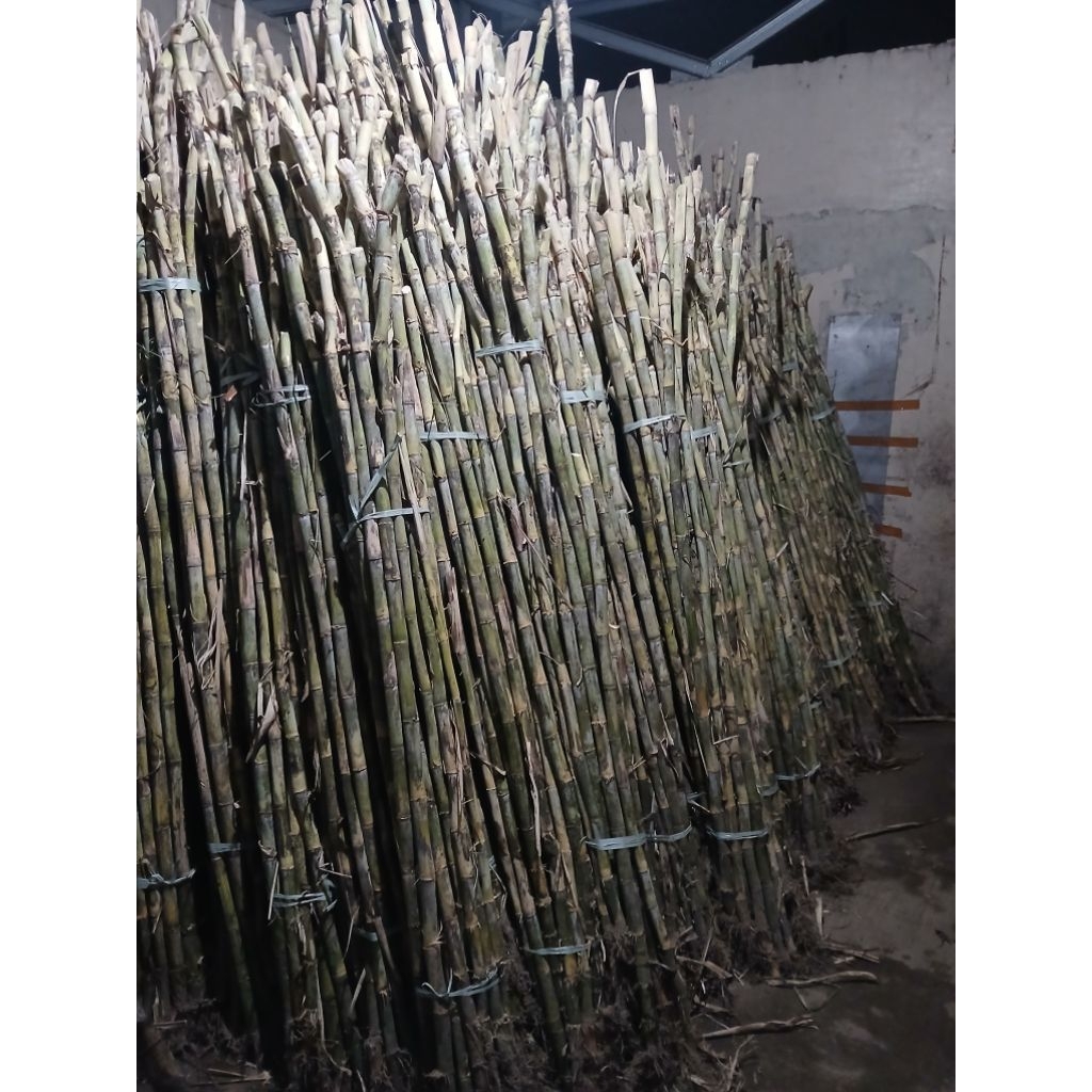 Tebu ijo kediri 1,5 meter