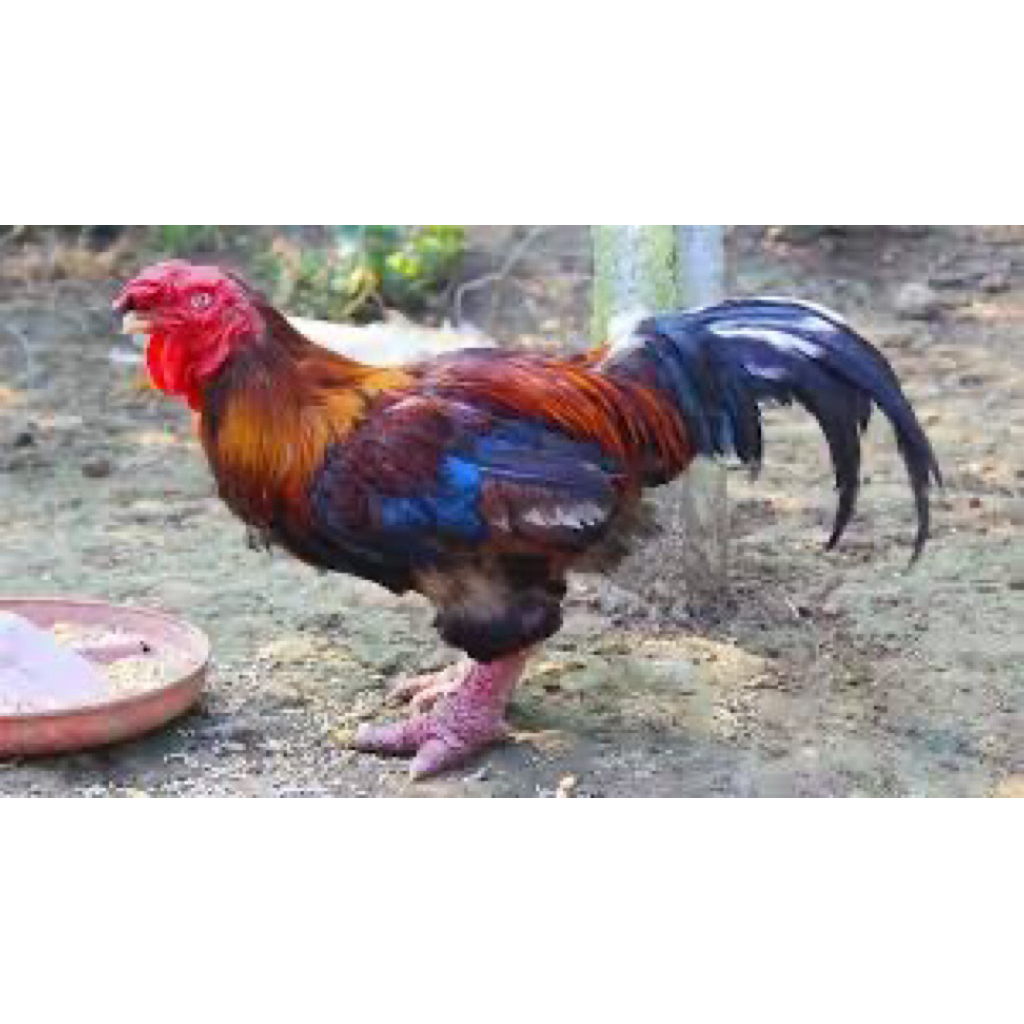 TELUR FERTIL AYAM DONG TAO UNTUK DI TETASKAN