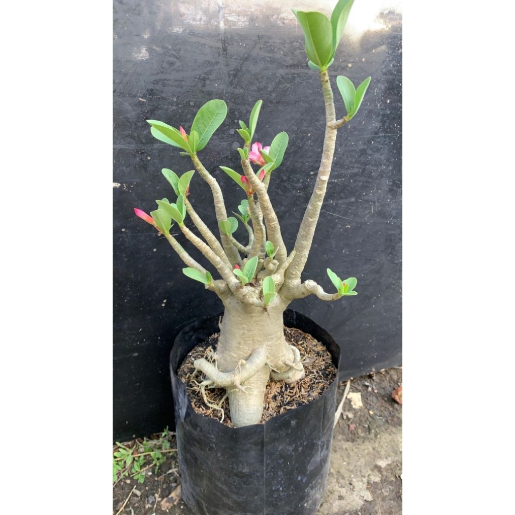 Adenium Kamboja Jepang Bonggol Besar Jumbo – Tanaman Hias Unik dan Langka