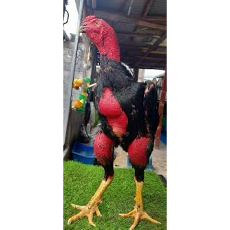 TELUR FERTIL AYAM GANOI UNTUK DI TETASKAN