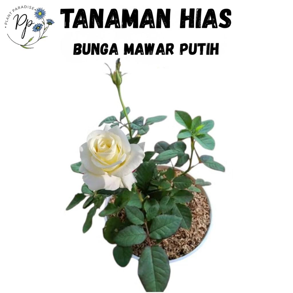 Tanaman Hias Bunga Mawar Putih Asli Bibit Pohon Bunga Mawar Putih Asli