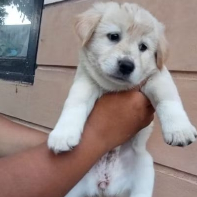anjing golden mix
