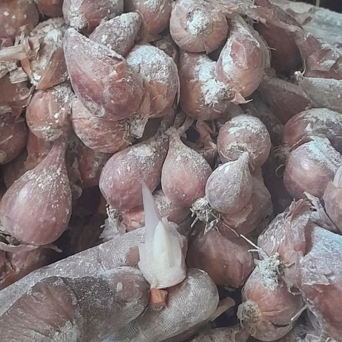 5 KG BIBIT BAWANG MERAH BAUCI (BAUJI) IJO SIAP TANAM DAN SIAP TUMBUH
