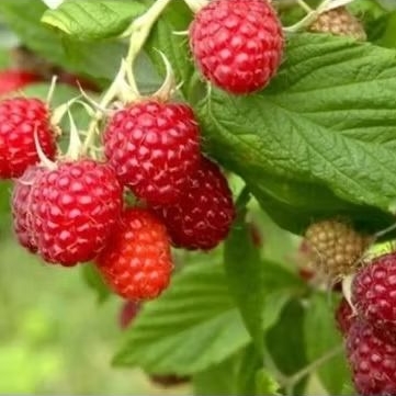 Bibit buah raspberry/arben sudah berbunga/berbuah