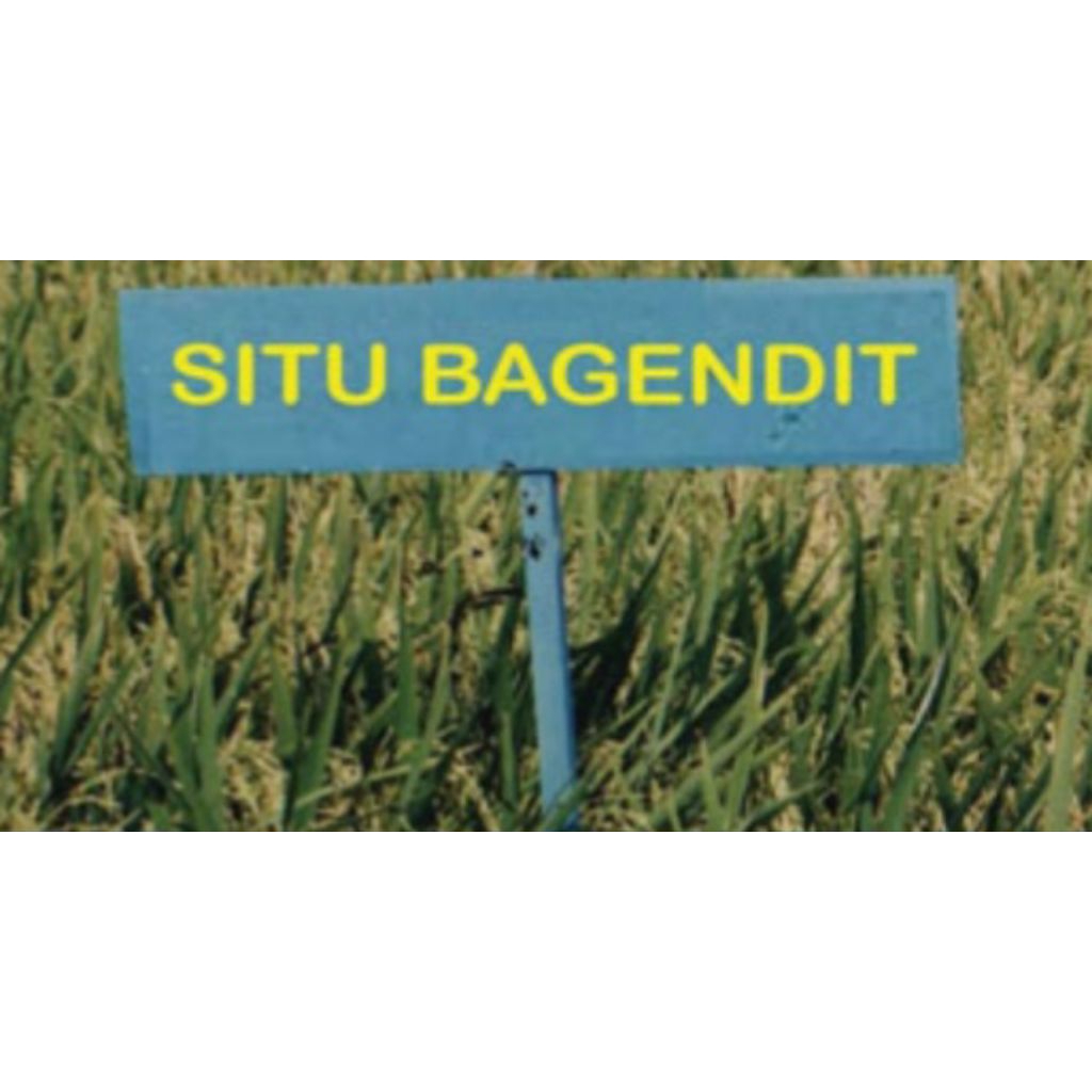 benih padi situbagendit label putih