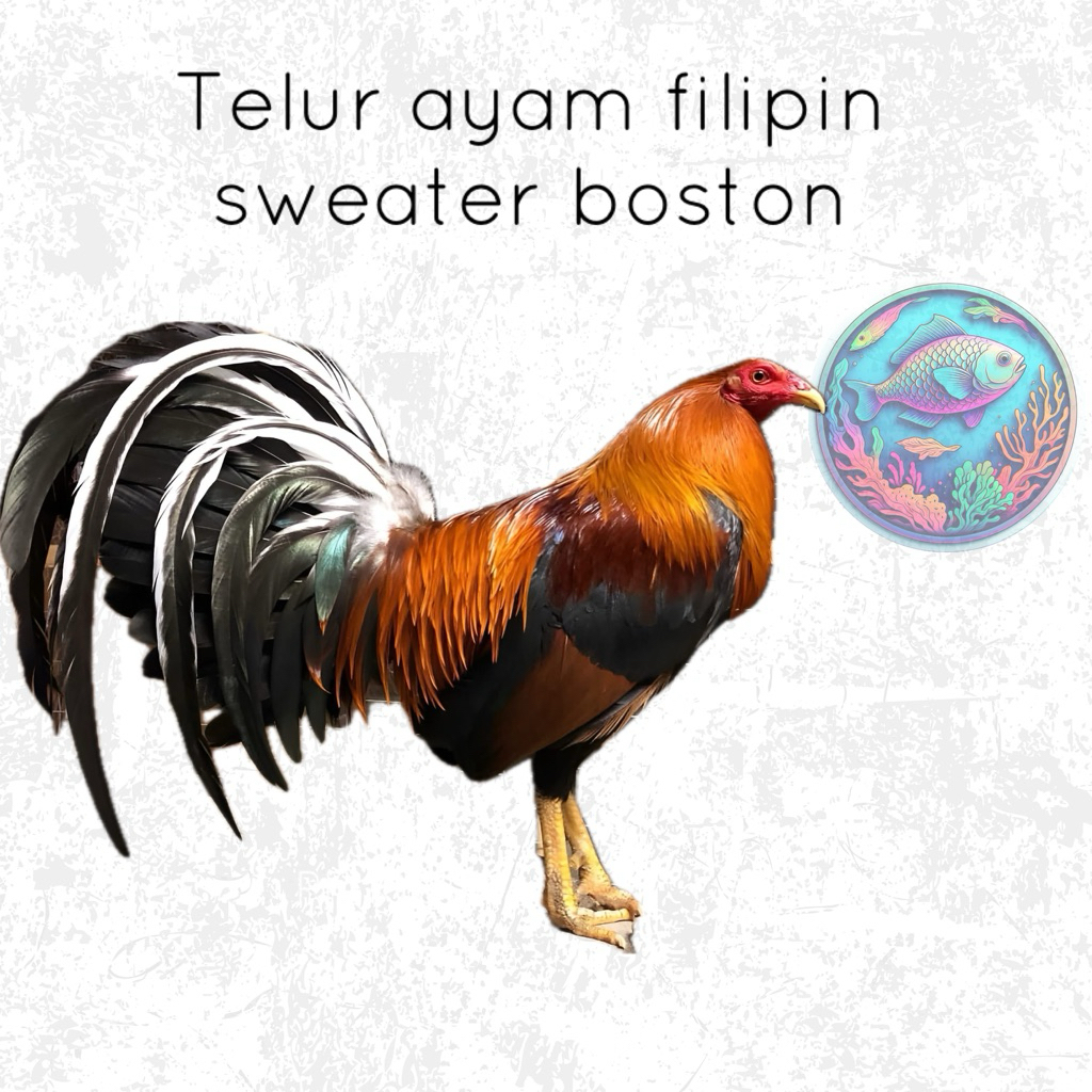 Telur fertil ayam filipin Asli bisa di Tetaskan  jenis sweater boston / sweater Ak 47