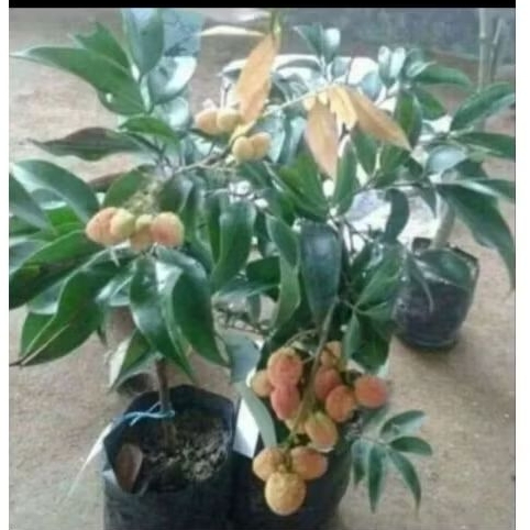 Bibit Leci hijau madu hasil cangkok bekas berbuah