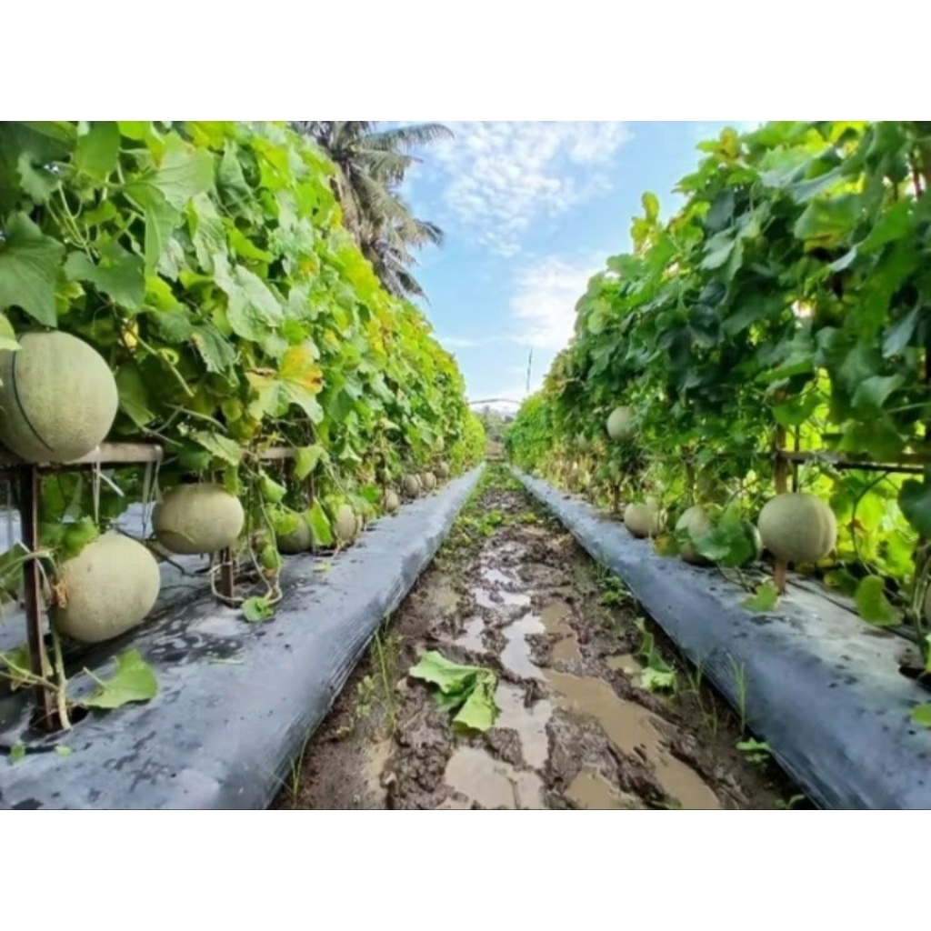 benih/biji Melon NAURA F1 -  Melon net daging orange isi 15gram
